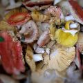 TOP 12 recetas para cocinar russula salada fría y caliente para el invierno