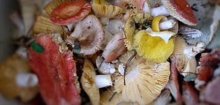 12 suosituinta reseptiä suolaisen russula-ruoanlaittoon talvella