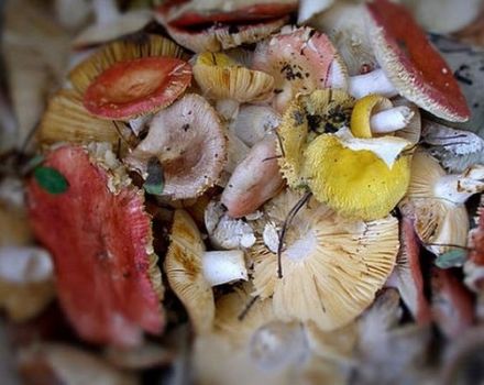 TOP 12 resipi untuk memasak russula masin sejuk dan panas untuk musim sejuk