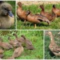 Description and characteristics of Khaki Campbell ducks, breeding rules