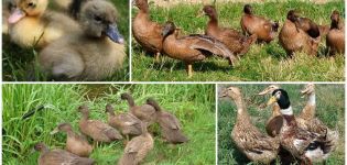 Description et caractéristiques des canards Khaki Campbell, règles d'élevage