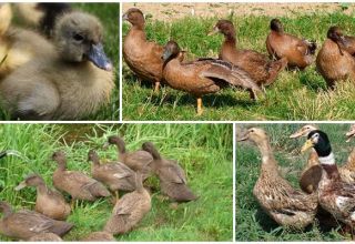 Description et caractéristiques des canards Khaki Campbell, règles d'élevage