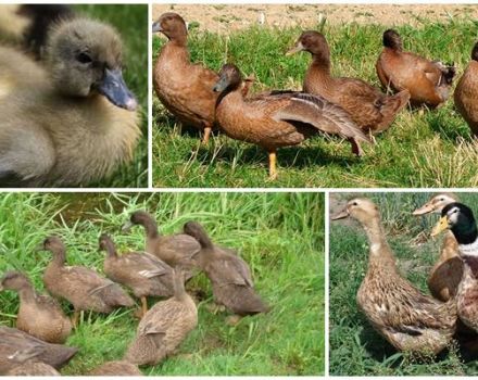 Description and characteristics of Khaki Campbell ducks, breeding rules