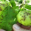 Tekenen en behandeling van korst op een appelboom, hoe om te gaan met medicijnen en folkremedies