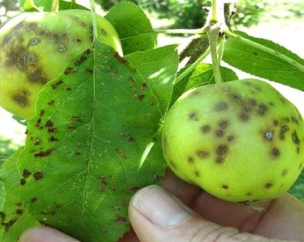 Signs and treatment of scab on an apple tree, how to deal with drugs and folk remedies