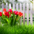 Comment et quand transplanter des tulipes à l'automne d'un endroit à un autre