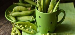 Useful properties and harm of green peas for the health of the body