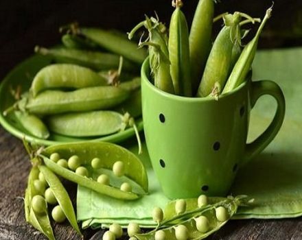 Propiedades útiles y daños de los guisantes verdes para la salud del cuerpo.