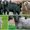 Description des races et variétés de moutons à choisir pour l'élevage