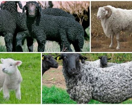 Description and characteristics of Karakul sheep, breeding rules