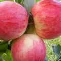 Description and characteristics of the Orlovim apple variety, planting, growing and care