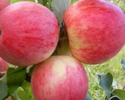 Descripción y características de la variedad de manzana Orlovim, plantación, cultivo y cuidado.