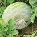 How to treat watermelons from diseases and pests at home for their treatment