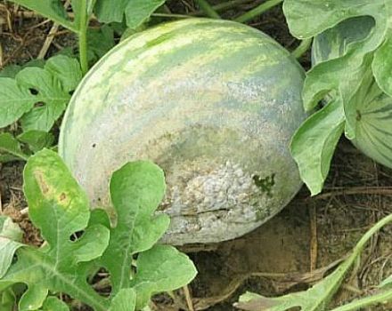 How to treat watermelons from diseases and pests at home for their treatment