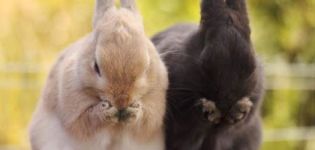 Que faire si votre lapin ne mange ni ne boit et comment éviter les problèmes courants