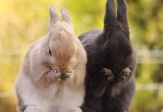 Que mangent les lapins domestiques, types de nourriture et règles d'alimentation pour les débutants