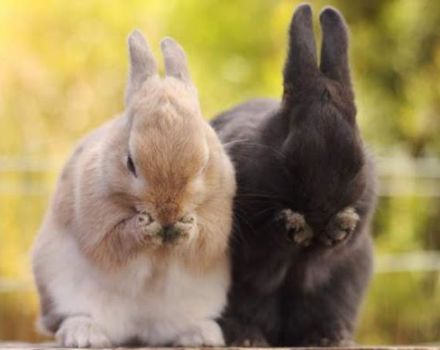 What do domestic rabbits eat, types of food and feeding rules for beginners