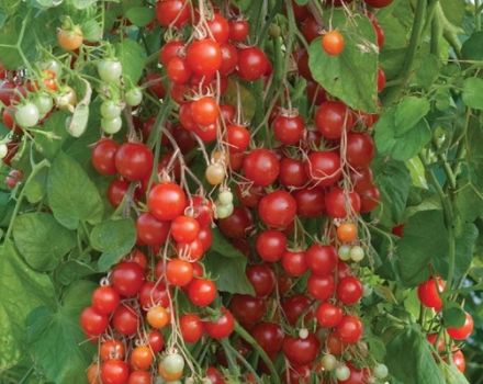 Description de la variété de tomates ampelous Waterfall, sa culture et ses soins