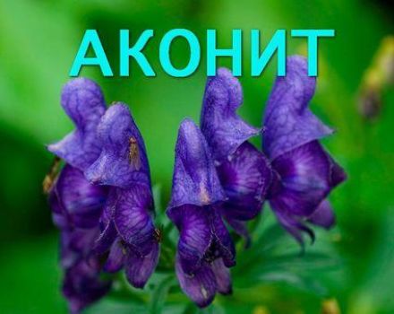 Medicinal properties and contraindications of Aconite herb, how to collect and store correctly