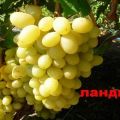 Description, characteristics and history of Lily of the valley grapes, cultivation and reproduction