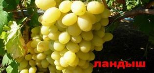 Description, characteristics and history of Lily of the valley grapes, cultivation and reproduction