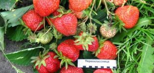 Description et caractéristiques de la variété de fraise Première trieuse, plantation et entretien