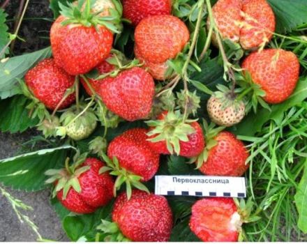 Description and characteristics of the strawberry variety First grader, planting and care