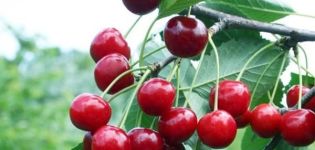 Description of the Volochaevka cherry variety, characteristics of the tree, planting and care rules