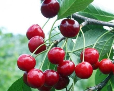 Description de la variété de cerisier Volochaevka, caractéristiques des arbres, règles de plantation et d'entretien