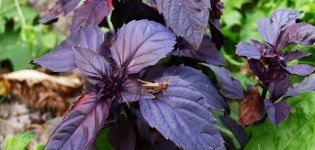 Propiedades y contraindicaciones útiles de la albahaca morada para el cuerpo, su uso y variedades.