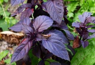 Useful properties and contraindications of purple basil for the body, its use and varieties