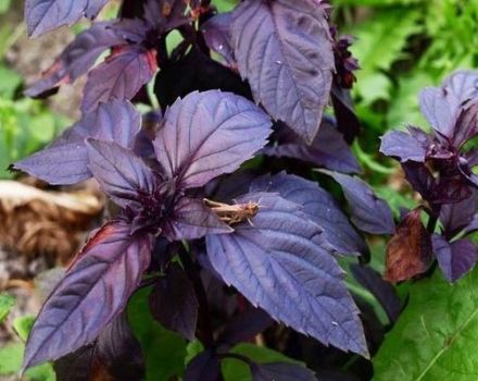 Useful properties and contraindications of purple basil for the body, its use and varieties