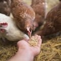 What vitamins are needed for chickens and dosage, names of drugs and healthy foods