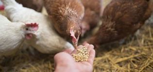 Quelles vitamines sont nécessaires pour les poulets et la posologie, les noms des médicaments et des aliments sains