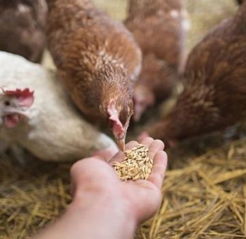 Quelles vitamines sont nécessaires pour les poulets et la posologie, les noms des médicaments et des aliments sains