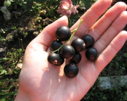 Description and characteristics of Vologda currants, cultivation and care