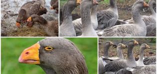 Description of geese of the Tula fighting breed, their characteristics and breeding