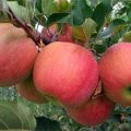 Description et caractéristiques de la variété de pomme Champion, histoire et nuances de culture