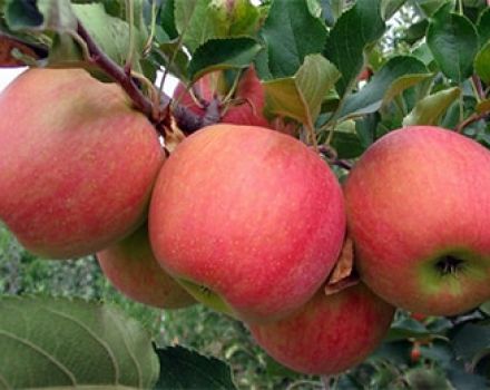 Description and characteristics of the Champion apple variety, history and nuances of cultivation