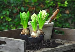 Características y reglas para plantar y cuidar narcisos y los secretos de la tecnología agrícola.