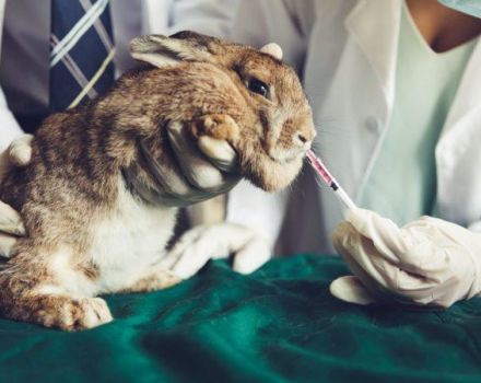 List of drugs for rabbits and their purpose, what else should be in the first-aid kit