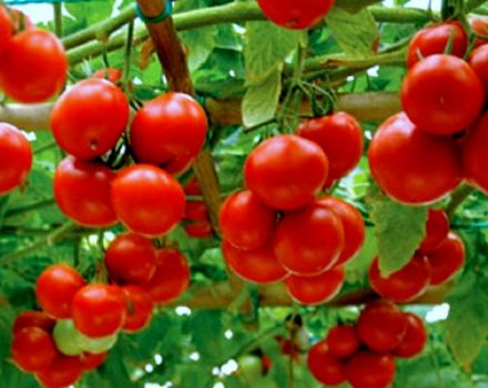 Caractéristiques et description de la variété de tomate Yablonka de Russie, son rendement