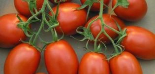 Characteristics and description of the variety of tomato Shuttle, its yield