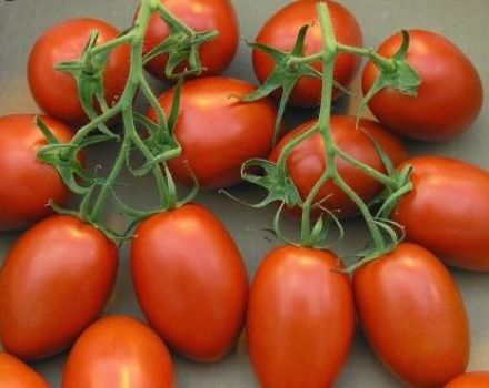 Characteristics and description of the variety of tomato Shuttle, its yield