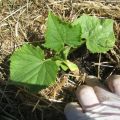 How and what to mulch cucumbers in a greenhouse and open field