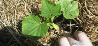 How and what to mulch cucumbers in a greenhouse and open field