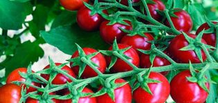 Description of the Pink Pearl tomato variety, its characteristics and yield