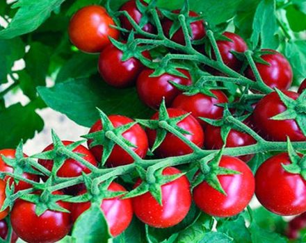 Description de la variété de tomate Pink Pearl, ses caractéristiques et son rendement