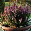 Rules for planting and caring for heather in a pot at home