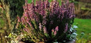 Rules for planting and caring for heather in a pot at home